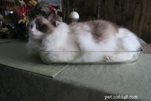 Bandit: Celebrated Ragdoll Cat Featured as  Ragdoll of the Week 