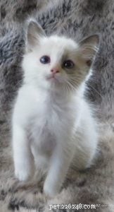 Bandit: Celebrated Ragdoll Cat Featured as  Ragdoll of the Week 