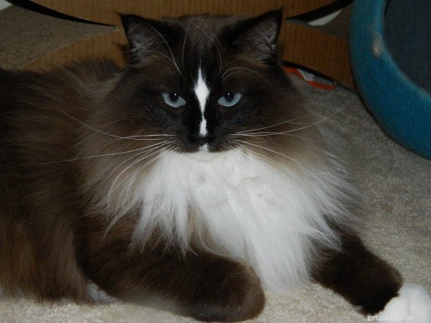 Denali – Featured Ragdoll of the Week