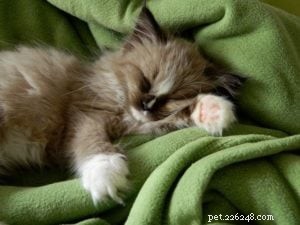 Denali – Featured Ragdoll of the Week