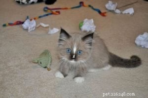 Denali – Featured Ragdoll of the Week