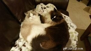 Denali – Featured Ragdoll of the Week