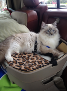 How to Keep Your Ragdoll Cat Calm During Car Journeys