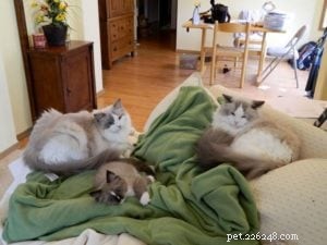 Denali – Featured Ragdoll of the Week