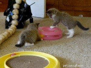Denali – Featured Ragdoll of the Week