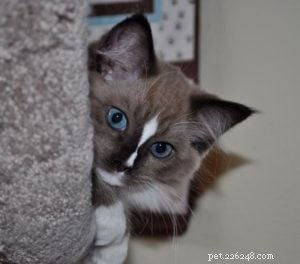 Denali – Featured Ragdoll of the Week