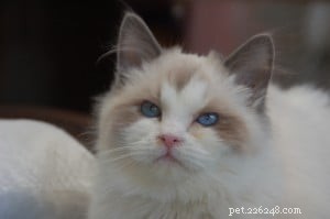 Meet Nicolai: The Heartwarming Arctic Blue Ragdoll of the Week