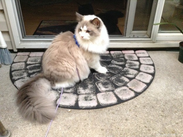 Meet Nicolai: The Heartwarming Arctic Blue Ragdoll of the Week