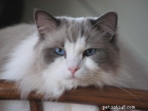 Meet Nicolai: The Heartwarming Arctic Blue Ragdoll of the Week