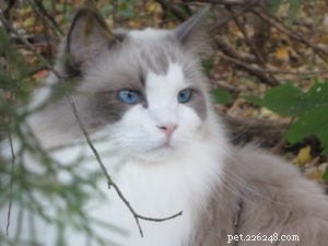 Meet Nicolai: The Heartwarming Arctic Blue Ragdoll of the Week