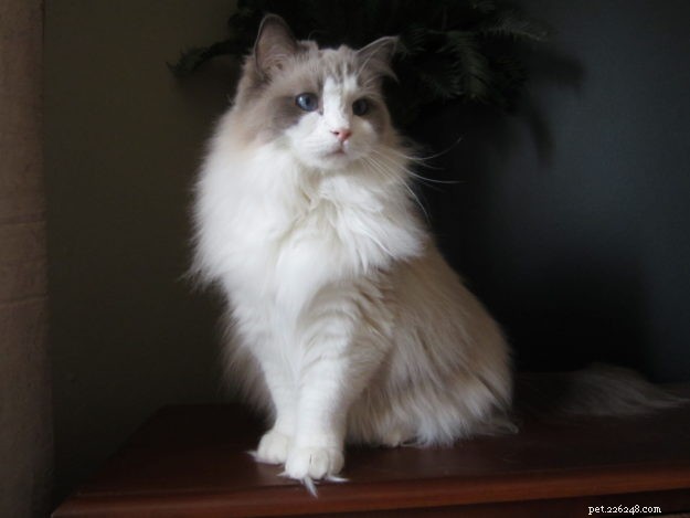 Meet Nicolai: The Heartwarming Arctic Blue Ragdoll of the Week