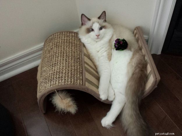 Muffin – Ragdoll Kitten of the Month: A Heartwarming Adoption Journey