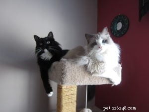 Meet Nicolai: The Heartwarming Arctic Blue Ragdoll of the Week