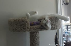 Muffin – Ragdoll Kitten of the Month: A Heartwarming Adoption Journey