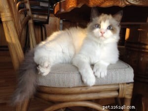 Meet Nicolai: The Heartwarming Arctic Blue Ragdoll of the Week
