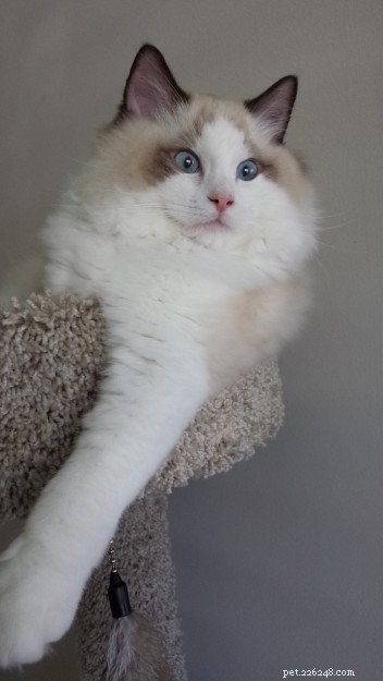 Muffin – Ragdoll Kitten of the Month: A Heartwarming Adoption Journey