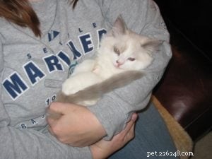 Stormy – The Heartwarming Ragdoll of the Week