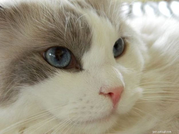 Stormy – The Heartwarming Ragdoll of the Week