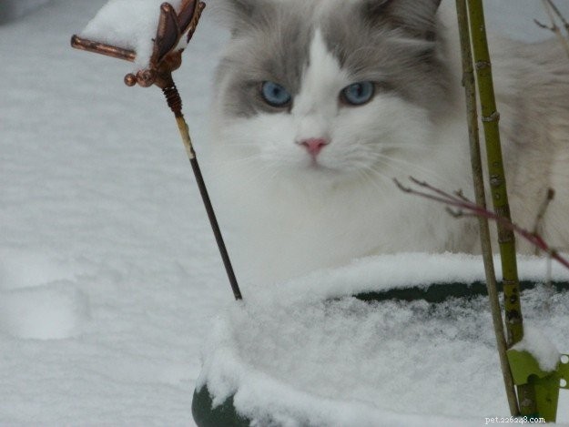 Stormy – The Heartwarming Ragdoll of the Week