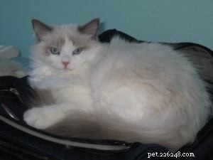 Stormy – The Heartwarming Ragdoll of the Week