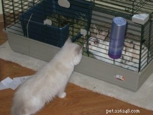 Stormy – The Heartwarming Ragdoll of the Week