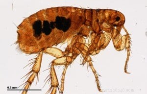 Effective Flea Prevention & Treatment for Cats: Expert Advice