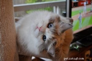 Stormy – The Heartwarming Ragdoll of the Week