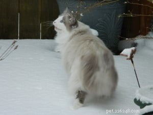Dr. Sarah Brandon Discusses Safe Cannabis Therapy for Cats