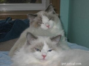 Stormy – The Heartwarming Ragdoll of the Week