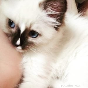 Meet Evie: Our Featured Ragdoll Cat of the Week