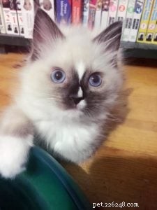 Meet Evie: Our Featured Ragdoll Cat of the Week