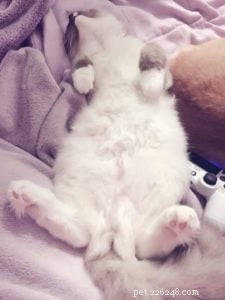 Meet Evie: Our Featured Ragdoll Cat of the Week