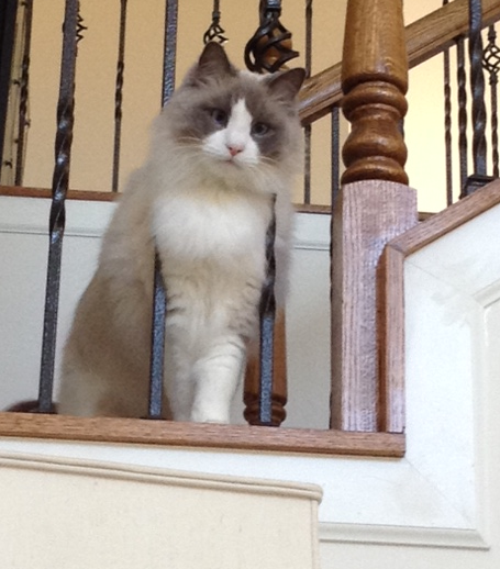 Star: Spotlight on the Week’s Ragdoll