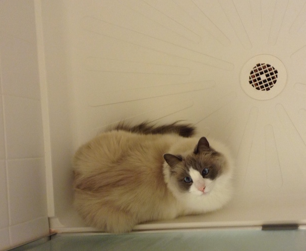 Star: Spotlight on the Week’s Ragdoll