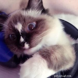 Meet Evie: Our Featured Ragdoll Cat of the Week