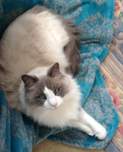 Star: Spotlight on the Week’s Ragdoll