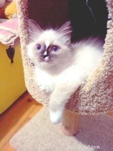 Meet Evie: Our Featured Ragdoll Cat of the Week