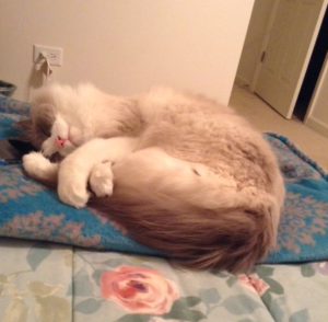 Star: Spotlight on the Week’s Ragdoll