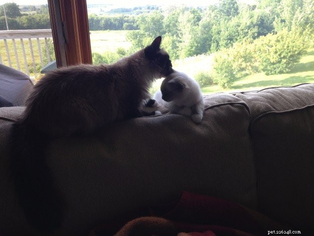 Meet Sophie: The Ragdoll Kitten of the Month – Soft, Sweet, and Stunning