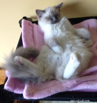 Meet Sophie: The Ragdoll Kitten of the Month – Soft, Sweet, and Stunning