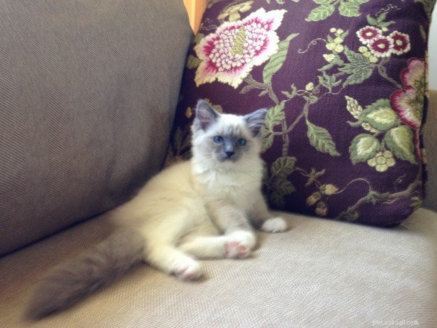 Meet Sophie: The Ragdoll Kitten of the Month – Soft, Sweet, and Stunning