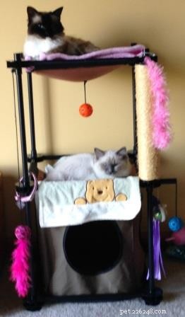 Meet Sophie: The Ragdoll Kitten of the Month – Soft, Sweet, and Stunning