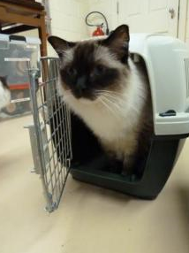 Moving with Your Cat: Stress‑Free Tips for a Smooth Transition