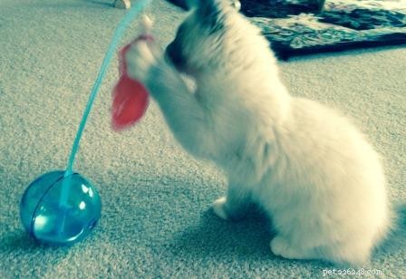 Meet Sophie: The Ragdoll Kitten of the Month – Soft, Sweet, and Stunning