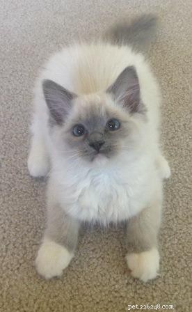 Meet Sophie: The Ragdoll Kitten of the Month – Soft, Sweet, and Stunning
