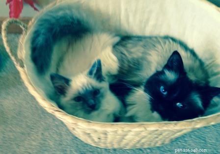 Meet Sophie: The Ragdoll Kitten of the Month – Soft, Sweet, and Stunning