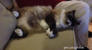 Hugo: A Ragdoll s Journey from Shelter to Serenity