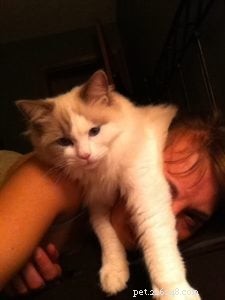 Avery the Ragdoll: A Heartwarming Story of Love, Loss, and Compassion