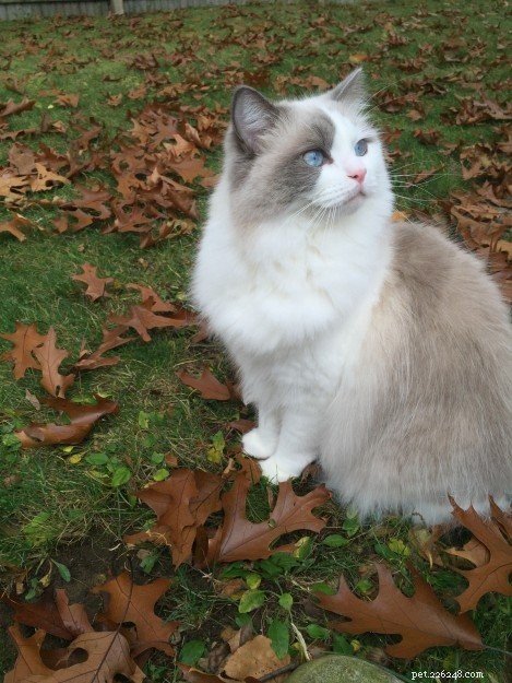 Avery the Ragdoll: A Heartwarming Story of Love, Loss, and Compassion