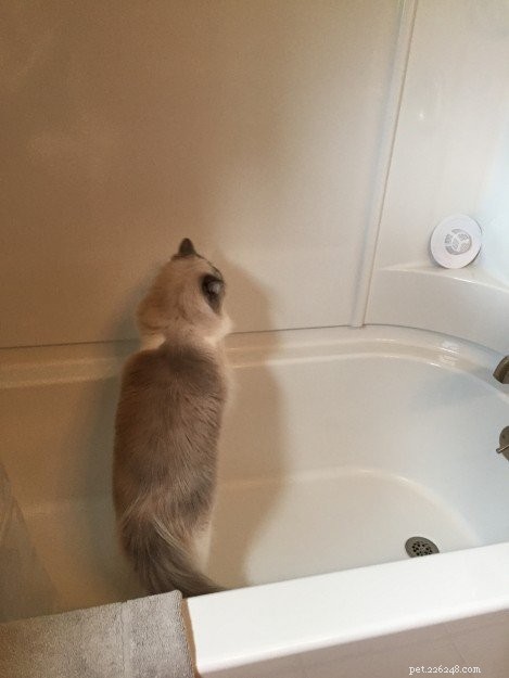 Avery the Ragdoll: A Heartwarming Story of Love, Loss, and Compassion